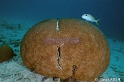 Siderastrea siderea-Mulloidichthys martinicus Rouget a ligne jaune Bonaire Buddy reef-4m-20180223-Denis-ADER-DSC_7821_tn